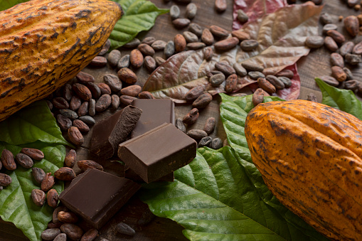 Cocoa composition with two real cacao fruits, cacao leaves, nibs and dark chocolate chunks in the center, showing the different stages of chocolate. Horizontal photography. Top View. Close-up. Studio shot. No people.