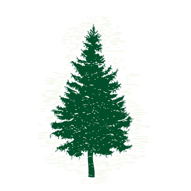 illustrazioni stock, clip art, cartoni animati e icone di tendenza di silhouette sempreverde vettoriale di pino e abete, conifera, elemento di design della natura. - christmas branch pine tree evergreen tree