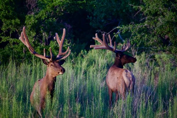 istock Two Bull Elk in Velvet 873019780