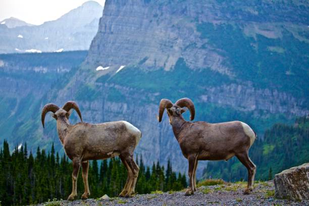 istock Rocky mountain sheep overlooking Caynon 873022688