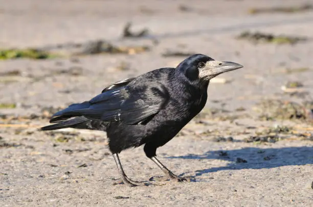 Crow (Corvus frugilegus)