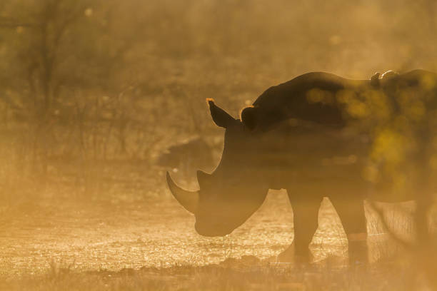 흰코뿔소 있는 크루거 국립공원, 남아프리카 공화국 - kruger national park sunrise south africa africa 뉴스 사진 이미지