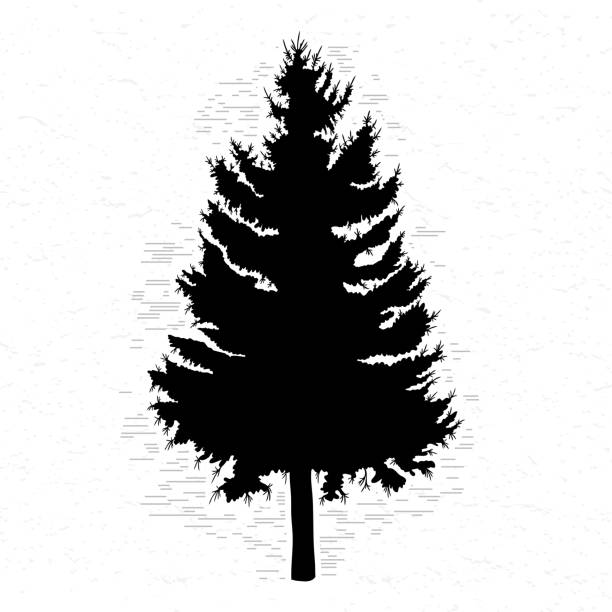 istock Vector silhouette of Canadian pine tree. Conifer tree silhouettes on the white textured background. 873030784