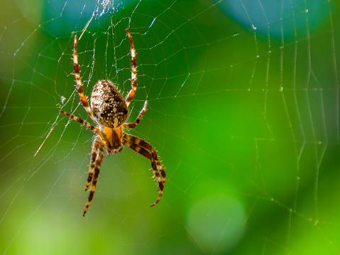 Macro photograph of a female black widow spider hanging on her web she has constructed on a small branch. There is great detail in her features.