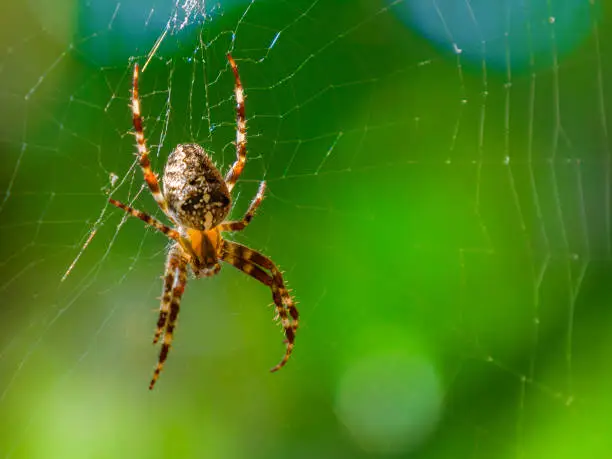 Photo of Spider close-up on a green background.