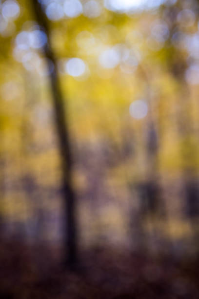 istock Bokeh Background of Fall Colors 873034000