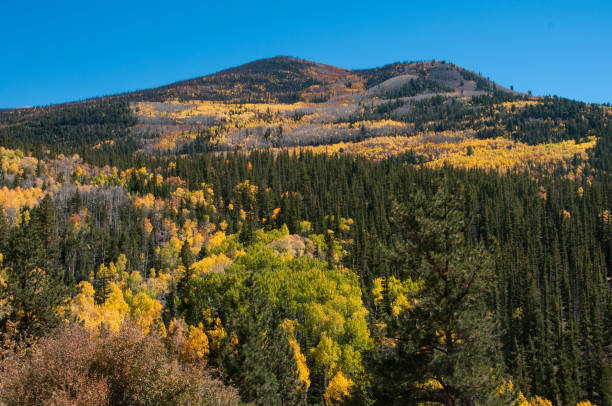 istock Aspens in Autumn Along Colorado's Silver Thread 873039504