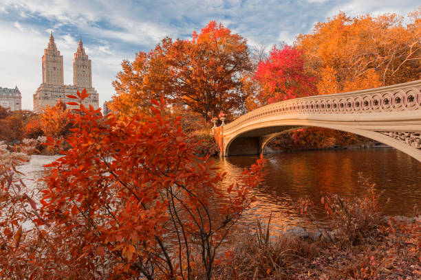 bow brug in central park in het najaar - central park manhattan fotos stockfoto's en -beelden