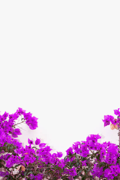 istock Lilac Bougainvillea 873050472