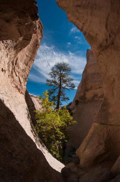 istock Kasha-Katuwe Slot Canyon & Pine Tree 873051194