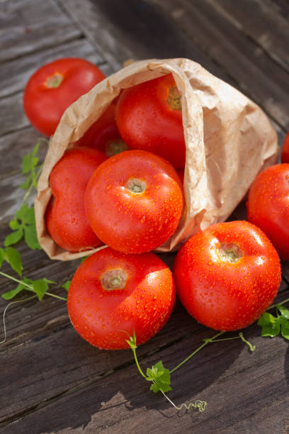 istock Tomatos outdoors 873054240