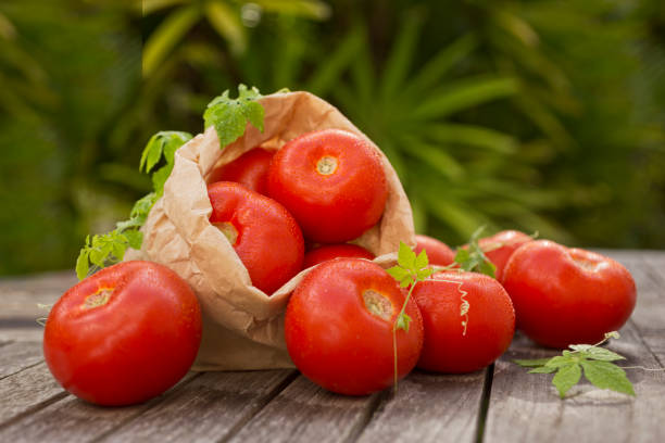 istock Tomatos outdoors 873054558