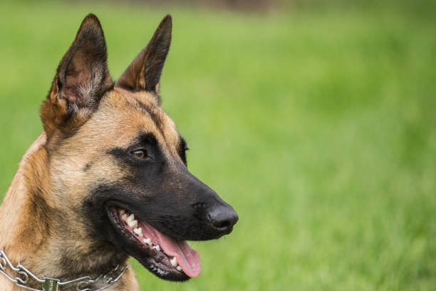 malinois - belgian sheepdog - fotografias e filmes do acervo