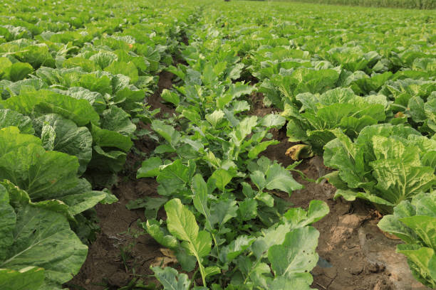 istock chinese cabbage crops in growth at field 873061874