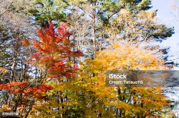 Autumnal Tints In Urabandai Fukushima Japan Red And Yellow Leaves Stock Photo - Download Image Now