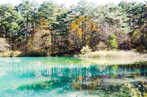 Goshiki-numa in Autumn, Urabandai, Fukushima, Japan - Ao-numa with autumnal tints of yellow