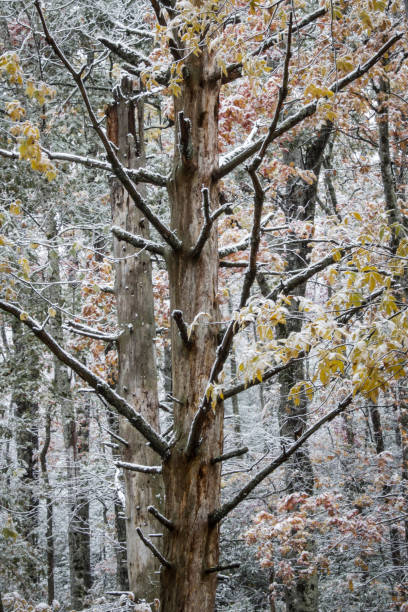 martwe drzewo z lekkim śniegiem - great smoky mountains great smoky mountains national park forest appalachian mountains zdjęcia i obrazy z banku zdjęć