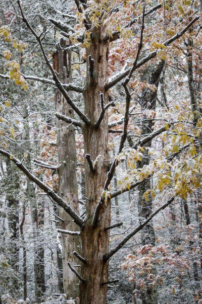 мертвое дерево со светлым снегом - great smoky mountains national park стоковые фото и изображения