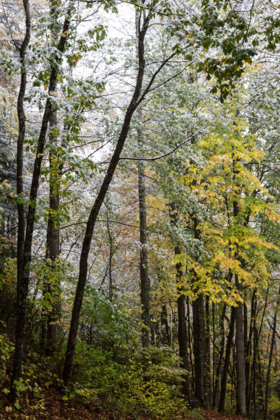 odkurzanie śniegu na jesiennych liściach - great smoky mountains great smoky mountains national park forest appalachian mountains zdjęcia i obrazy z banku zdjęć