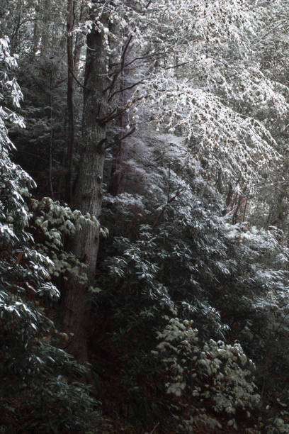 пыль снега на темных деревьях - great smoky mountains national park стоковые фото и изображения