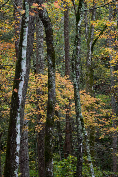 несколько стволов деревьев на осеннем ландшафтном фоне - great smoky mountains national park стоковые фото и изображения