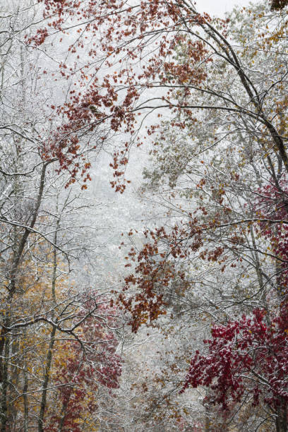 ранний снег на фоне осенних листьев - great smoky mountains national park стоковые фото и изображения
