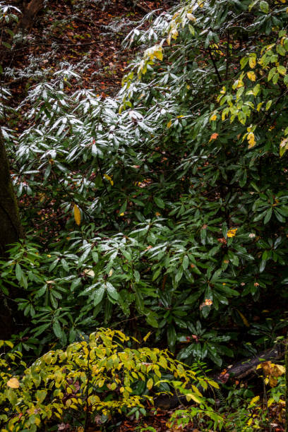 odkurzanie śniegu na rododendronach na zboczu wzgórza - great smoky mountains great smoky mountains national park forest appalachian mountains zdjęcia i obrazy z banku zdjęć