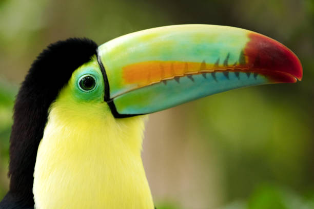 istock Keel-billed Toucan (Ramphastos sulfuratus) close-up portrait, Gamboa, Panama 873081040