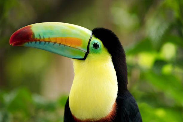 istock Keel-billed Toucan (Ramphastos sulfuratus) close-up portrait, Gamboa, Panama 873081042