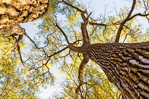 Low angle view of a huge tree in Autumn.  Digital oil painting effect applied.