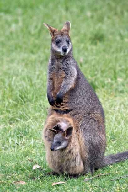 istock swamp wallaby with joey 873088218