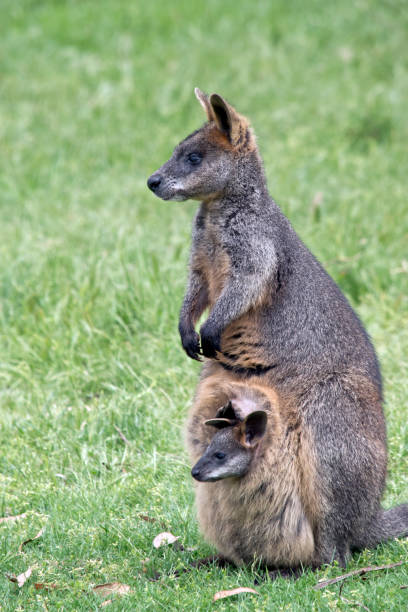 istock swamp wallaby with joey 873088530