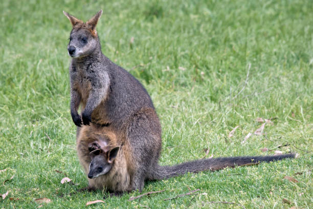 istock swamp wallaby with joey 873091252