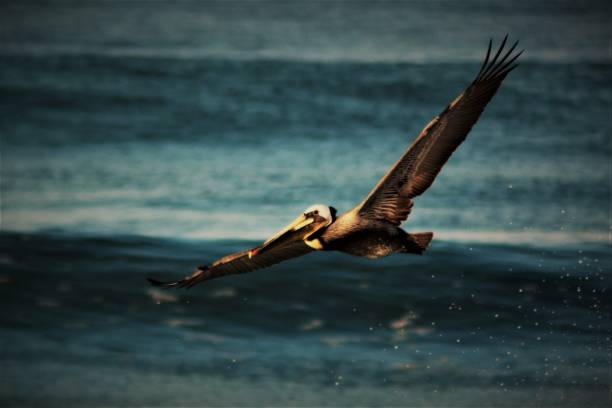 istock the majestic pelican 873091394