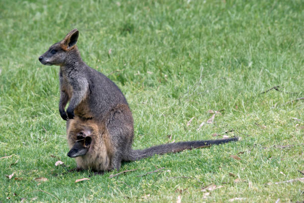 istock swamp wallaby with joey 873091406