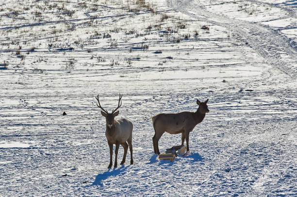 istock Wild animals of Kazakhstan. Deer. 873094798