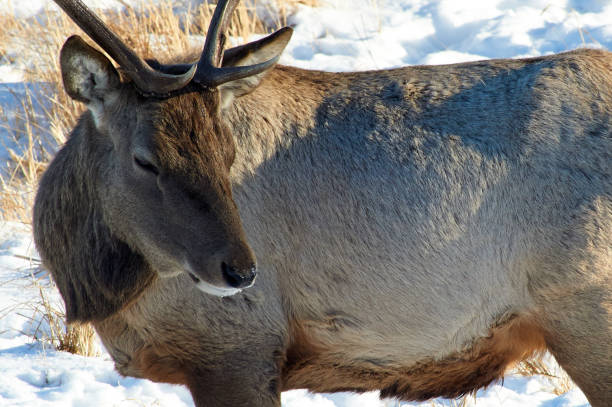 istock Wild animals of Kazakhstan. Deer. 873094880
