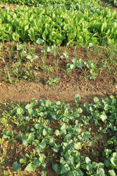 istock top view of green vegetable garden 873097392