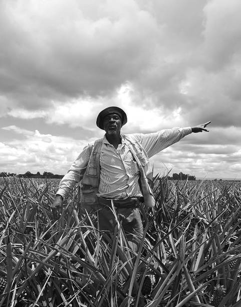 agricultor de piña - sharecropper fotografías e imágenes de stock