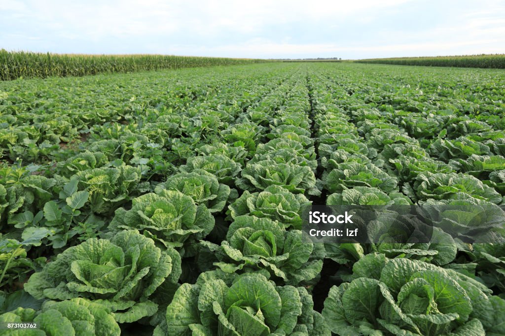 chinese cabbage crops in growth at field Agricultural Field Stock Photo