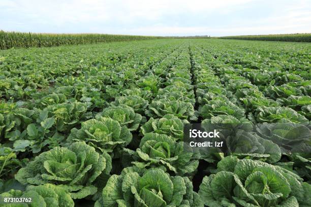 Chinese Cabbage Crops In Growth At Field Stock Photo - Download Image Now - Agricultural Field, Chinese Cabbage, Farm