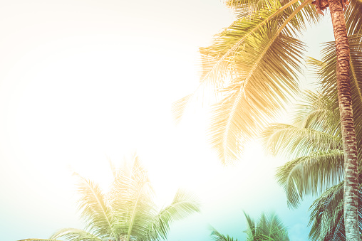 Altas palmeras en una playa tropical photo