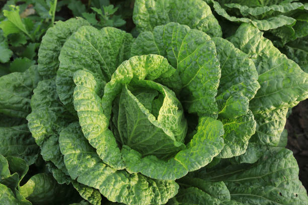 istock chinese cabbage crops in growth at field 873110860