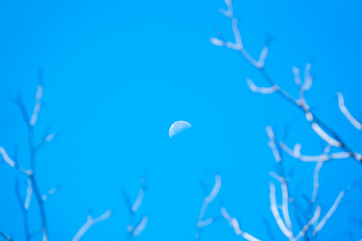 The Crescent shape moon or gibbous on day and beautiful blue sky and blurred branch of tree