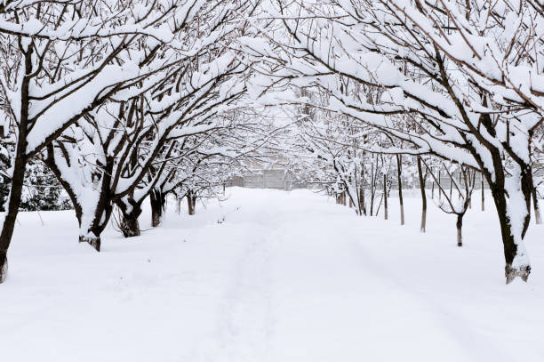 istock Snow alley in winter forest 873122208