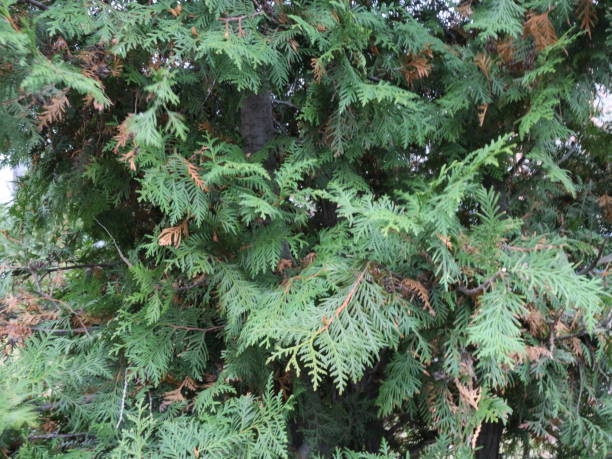 istock juniper leaves in the fall in the city 873125878