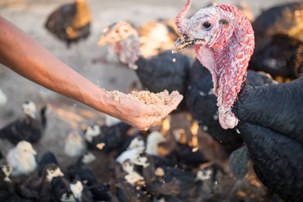 istock turkeys are fed from the hands on the farm 873126050