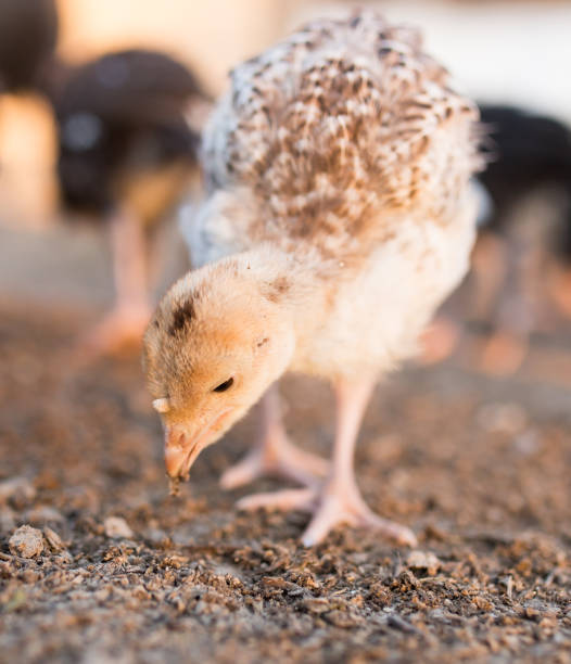 istock small turkey chickens graze on the farm 873126098