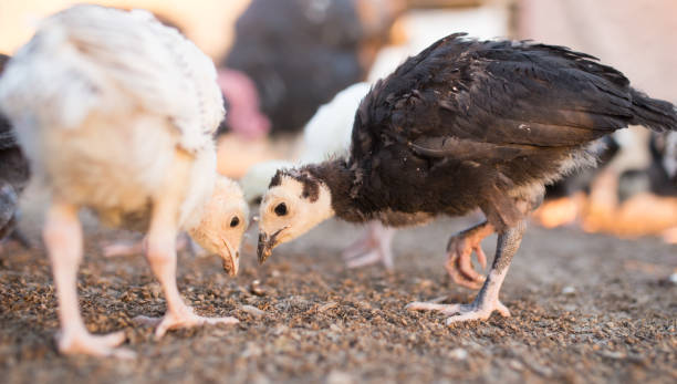 istock small turkey chickens graze on the farm 873126122