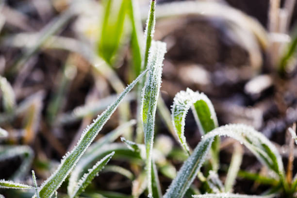 istock leaves on the grass in the icy cold 873127590